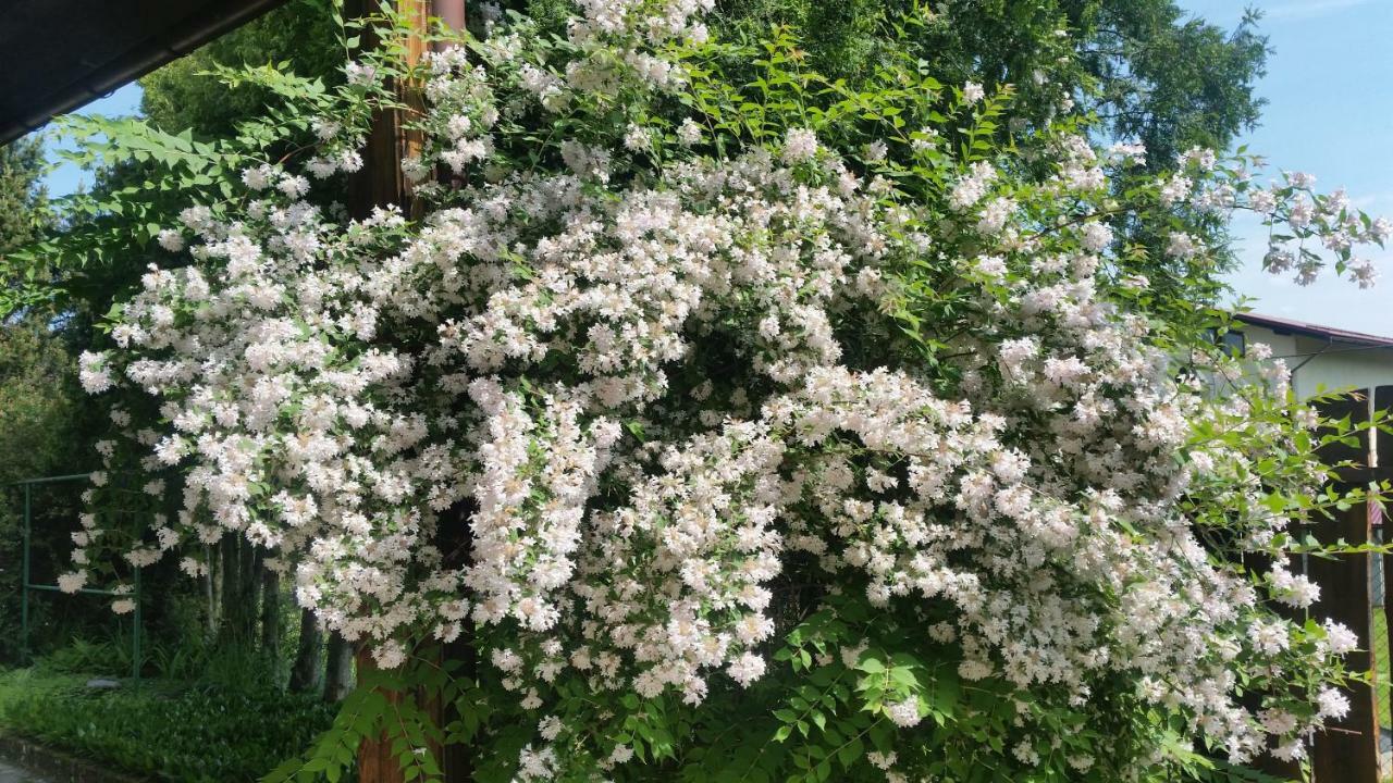 Swinna - Brzozowy Zagajnik Екстериор снимка